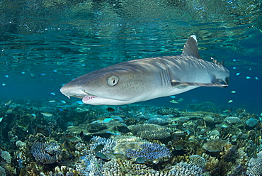 White-tip reef shark over shallow coral reef, Fiji Islands