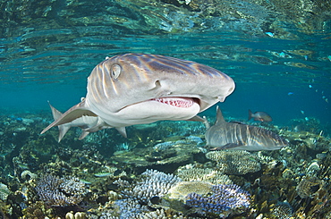 White-tip reef shark over shallow coral reef, Fiji Islands