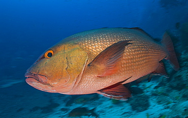 Red snapper, Fiji Islands