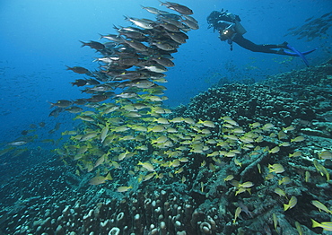 Common bluestripe snapper and diver, Fiji Islands