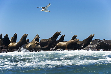 California Sea lion males on shore, Gulf of California
