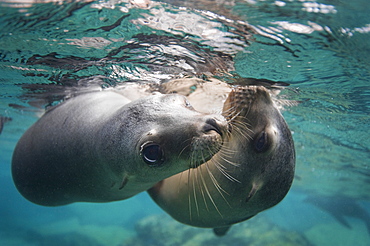 California Sea lions below the surface, Gulf of California