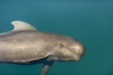 Head of young Pilot whale, Gulf of California