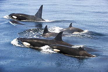 Killer whales swimming at the surface, Gulf of California