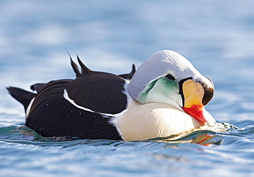 King Eider male bathing on water, Barents sea Norway