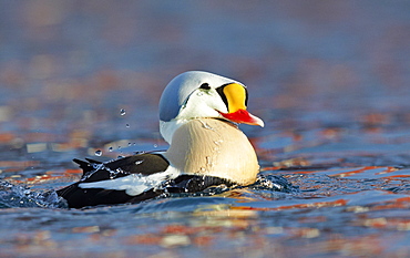 King Eider male bathing on water, Barents sea Norway