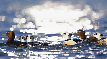 Steller's Eiders on water, Barents sea Norway