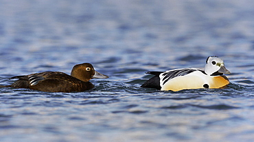 Steller's Eiders couple on water, Barents sea Norway