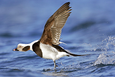 Male Long-tailed Duck taking off, Barents sea Norway