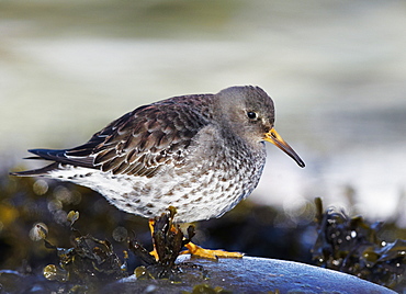 Purple Sandpiper resting on coastline, Varanger Norway