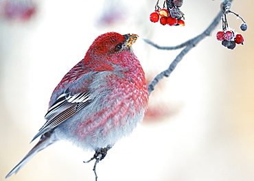 Male Pine Grosbeak feeding on Rowan tree berries, Finlande