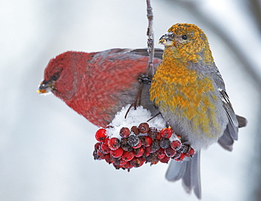 Couple Pine Grosbeak feeding on Rowan tree berries-Finlande