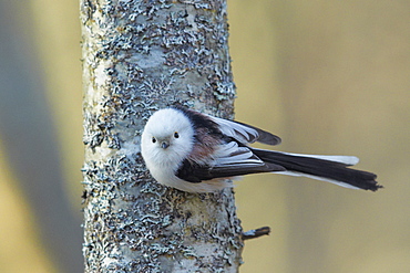 Long-tailed Tit  on a tree trunk, Finland