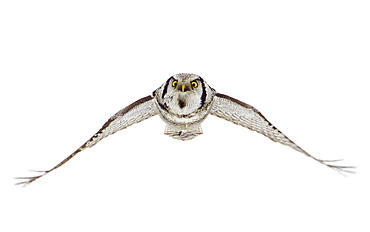 Hawk Owl  in flight in winter, Finland