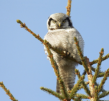 Hawk Owl at top of tree, Finland