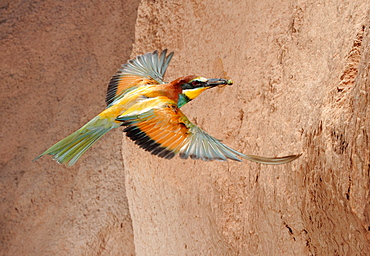 European Bee-eater with prey in flight, Spain