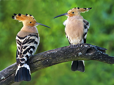 Eurasian Hoopoes on a branch, Spain