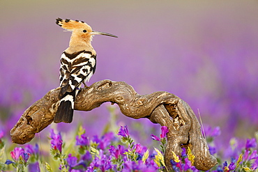 Eurasian Hoopoe on a branch, Spain