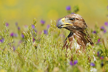 Portrait of Golden Eagle in the steppe, Spain
