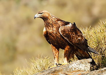 Golden Eagle on rock, Spain