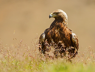 Portrait of Golden Eagle in the steppe, Spain