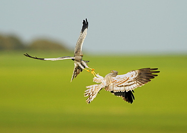 Montagu's Harriers fighting in flight, Spain