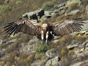 Griffon Vulture landing, Spain