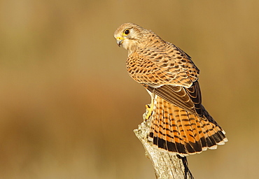 Common Kestrel on a branch, Spain