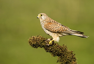 Common Kestrel on a branch, Spain