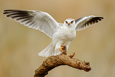 Black-winged Kite on a branch, Spain