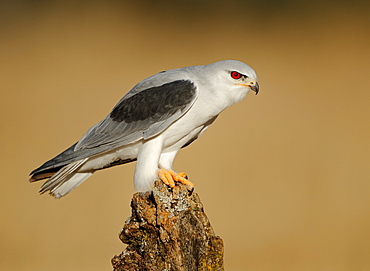 Black-winged Kite on stump, Spain