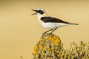 Black-eared Wheatear on a rock, Spain