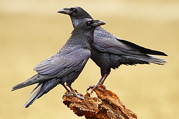 Common Ravens on a branch, Spain