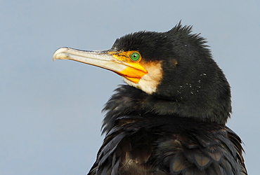 Portrait of Great Cormorant, Spain 