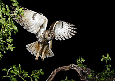 Long-eared Owl landing on a branch at night, Spain 