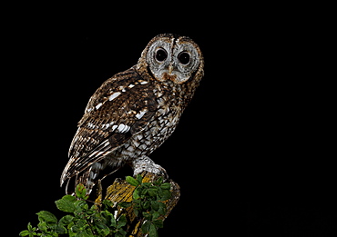 Tawny Owl on a branch , Spain 