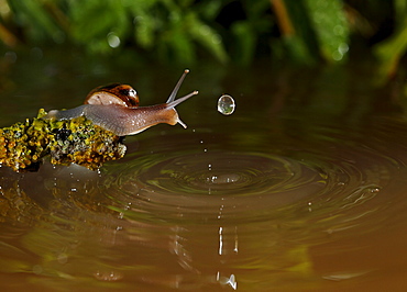 Burgundy Snail and water drop, Spain 