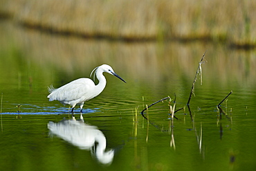 Little Egret fishing in a pond, France