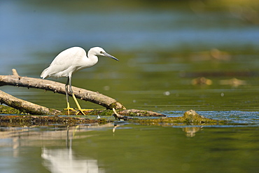 Little Egret fishing in a pond, France