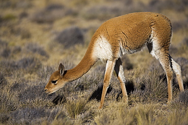 Vicuna grazing, Salinas y Aguada Blanca Peru