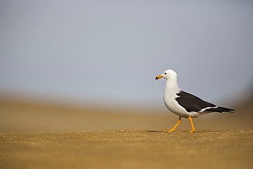 Belcher's gull on the sand, Reserve of Paracas Peru 