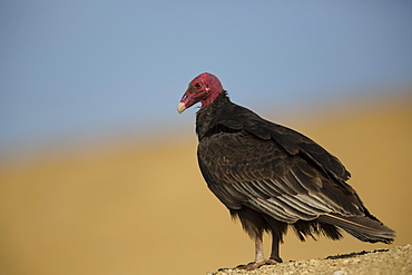 Turkey vulture on the sand, Reserve of Paracas Peru 