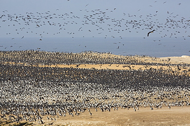 Colony of Guanay Cormorants, Punta San Juan Peru 