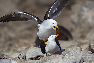 Belcher's gulls mating, Punta San Juan Peru 