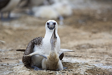 Peruvian booby and chick, Pescadores guano island Peru