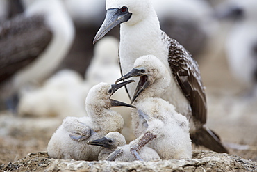 Peruvian booby and chicks -Pescadores guano island Peru