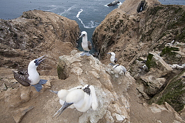 Peruvian boobies at nest, Pescadores guano island Peru