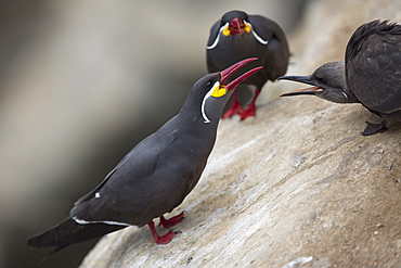 Inca terns on rock, Pescadores guano island  Peru