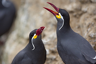 Inca terns on rock, Pescadores guano island  Peru