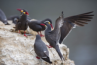 Inca terns on rock, Pescadores guano island  Peru